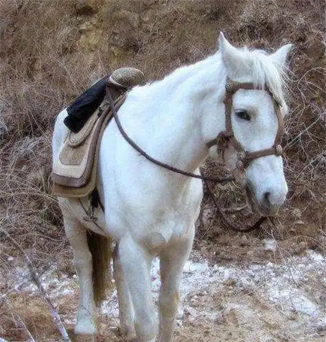 白龙马改编版搞笑版 - 蜡笔小新卡通头像!