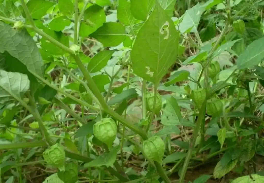 灯笼草功效与作用