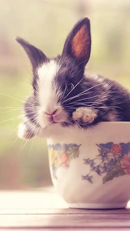 小兔- 堆糖,美图壁纸兴趣社区