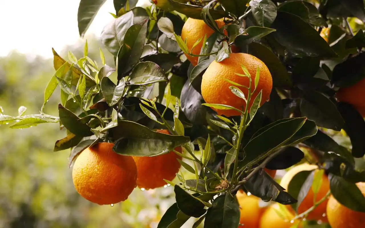 秋天到了,正是橘子大丰收的时候