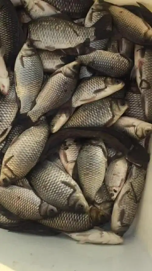 这是今天早上野钓的鱼获,我觉得数量还挺多的