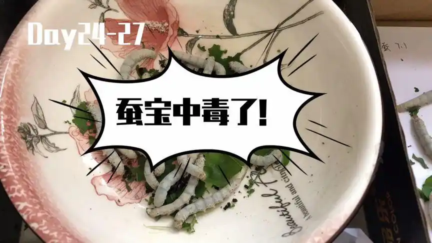 [养蚕日记]24-27天:蚕宝中毒!毒后余生有几何?