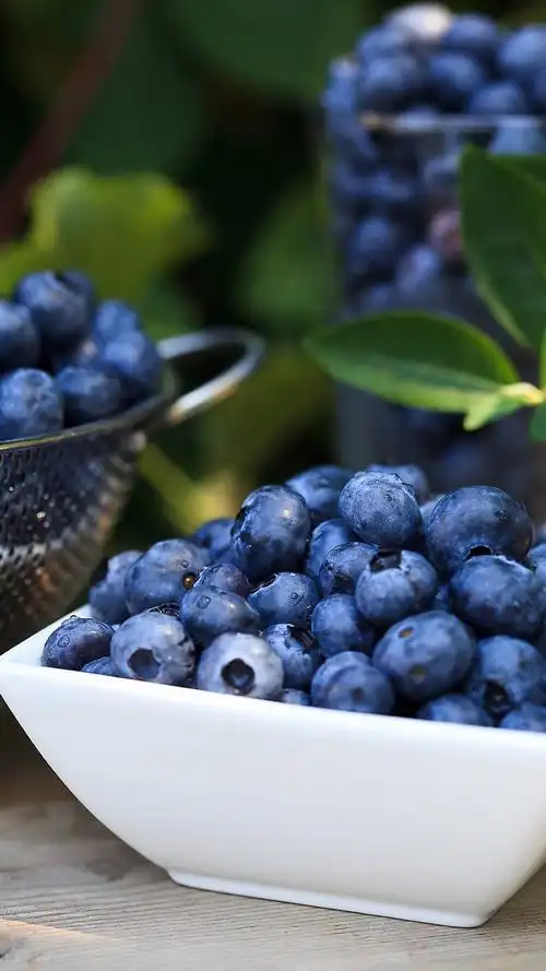 鲜嫩欲滴的蓝莓