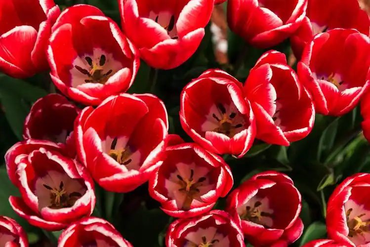 花为知己者香～拍出心中最美的郁金香