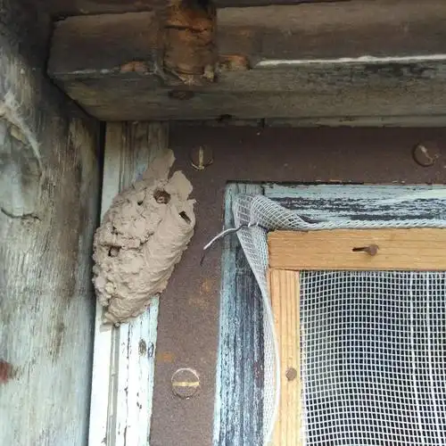 这是什么小动物的窝?