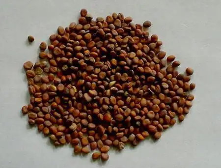 炒莱菔子与生莱功效与作用