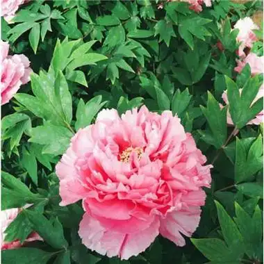 唯美有意境的牡丹花头像图片大全2021梦要自己扛泪要自己尝