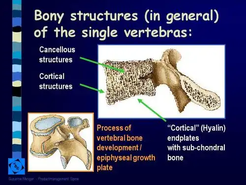 spine anatomyppt