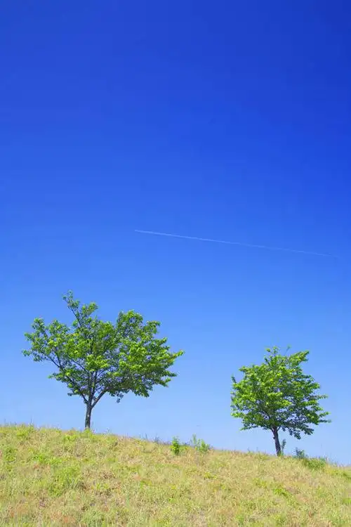 无人,竖图,室外,白天,正面,旅游,度假,草地,草坪,美景,植物,日本,亚洲