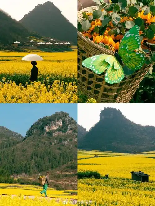 春天带来的第一抹金黄