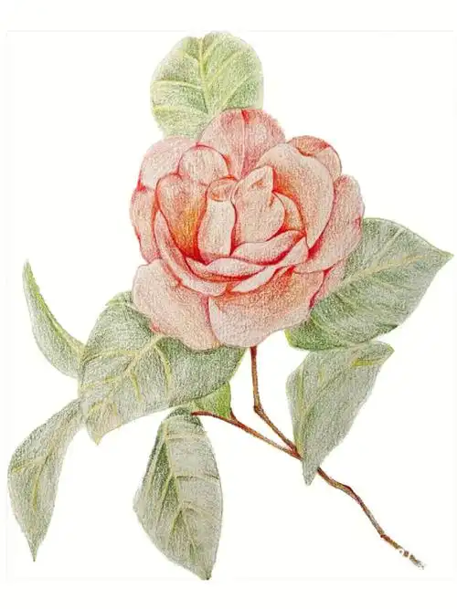 彩铅画山茶花附详细步骤1色号