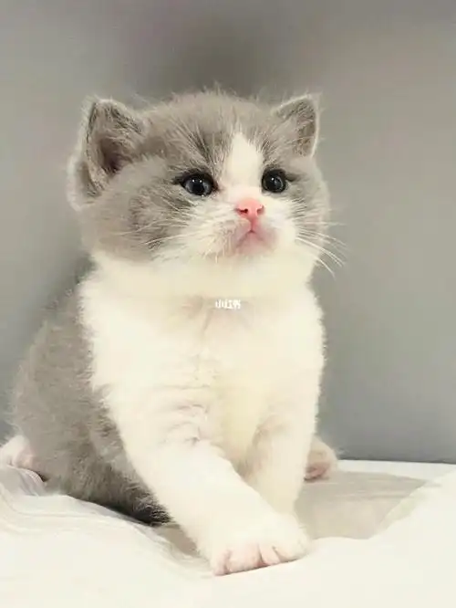 爸爸妈妈 euro 进口 wcf cert头又大又圆整窝里面最大只的#马来西亚猫