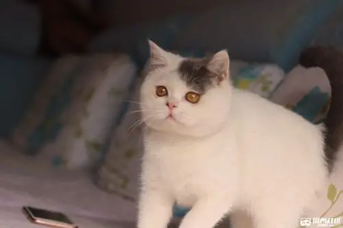 已去新家英短蓝白梵花dd净梵mm找新家