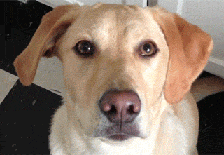 你见过汪星人做斗鸡眼吗?