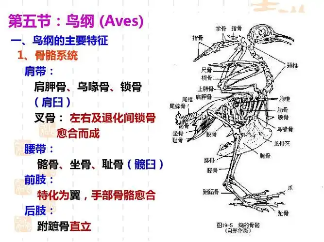 大学动物学课件 第五节:鸟纲 (aves) 一,鸟纲癿主要特征 1,骨骼系统