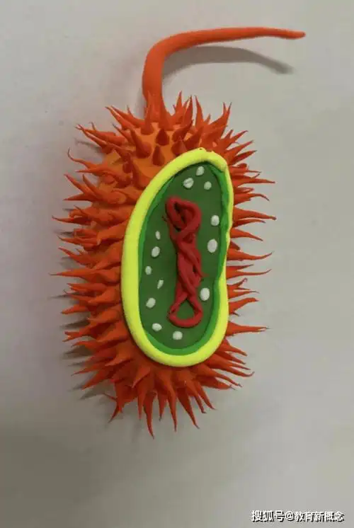 八年级的学生制作生物模型,以细菌,真菌,病毒三种生物为主题,同学们