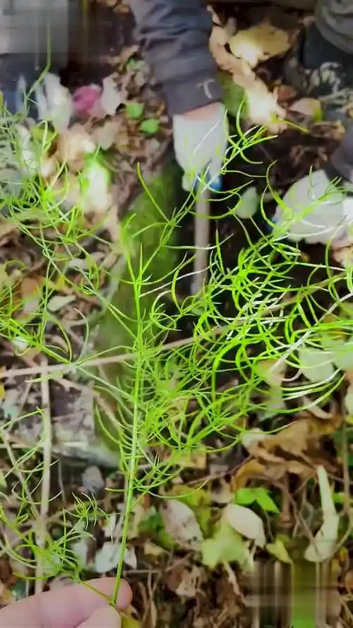 野生天门冬 一般长得都比较瘦,去皮去心后熬膏最好了,但是找了一下午