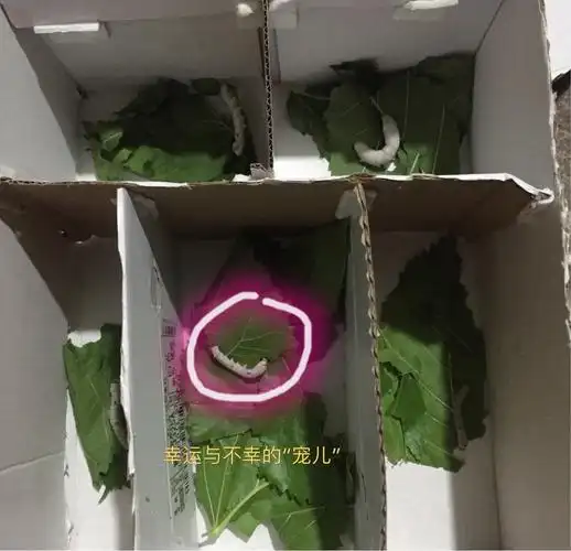 其它 永不气馁 写美篇这是之前死去蚕的"窝",发现"窝"的底部有黄的