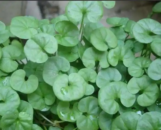 金钱草的功效,金钱草到底长什么样?图3