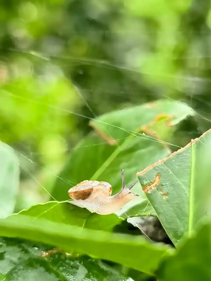 蜗牛的梦想 一只小蜗牛96有很多的梦想:想要超过蚂蚁,超过蜈 - 抖音