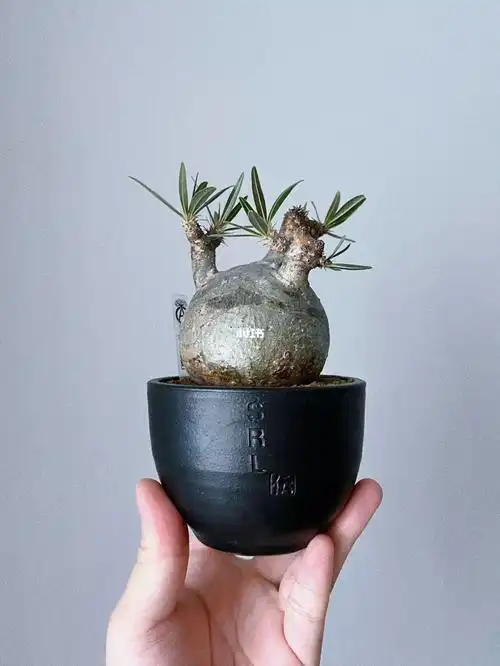 象牙宫块根植物