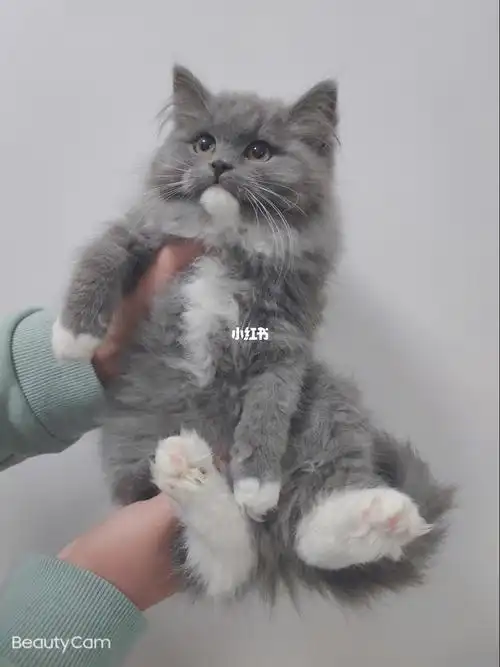 章丘家养长毛蓝白还有1只