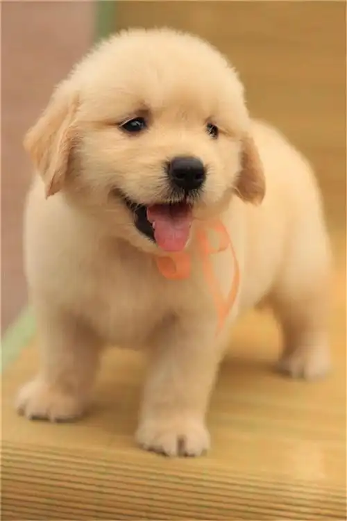 卖金毛犬金毛犬金毛犬金毛犬幼犬