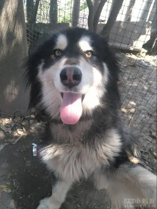 转让成年巨型阿拉斯加