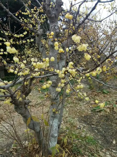 这个可是化了工夫和重金从四川山野挖来的老腊梅树!