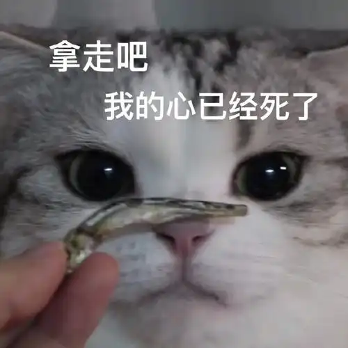 萌宠gif猫星人gif拿走吧gif我的心已经死了gif呆萌gif可爱gif