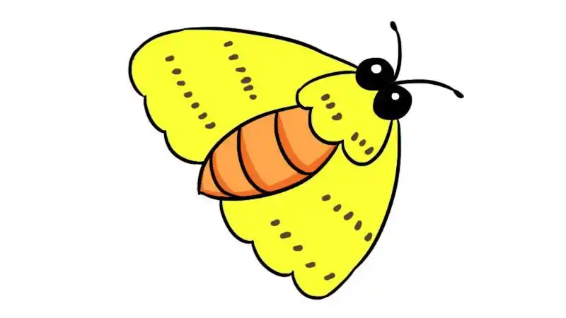 蚕蛾怎么画动物简笔画简笔画大全蚕蛾简笔画教程飞蛾简笔画飞蛾简笔画