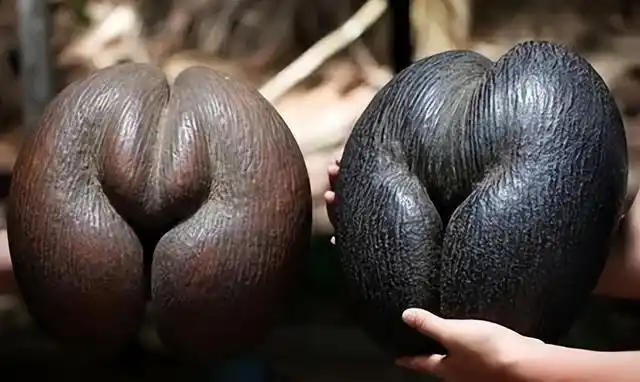 海底椰的功效与作用(海底椰)图1