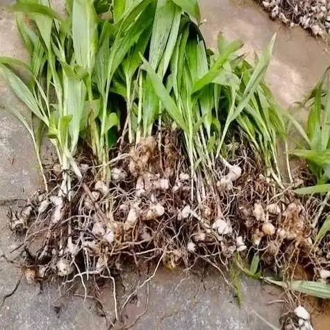 这个视频可以帮助到很多家人朋友,白芨的功效可以治疗咳喘,效果 - 抖