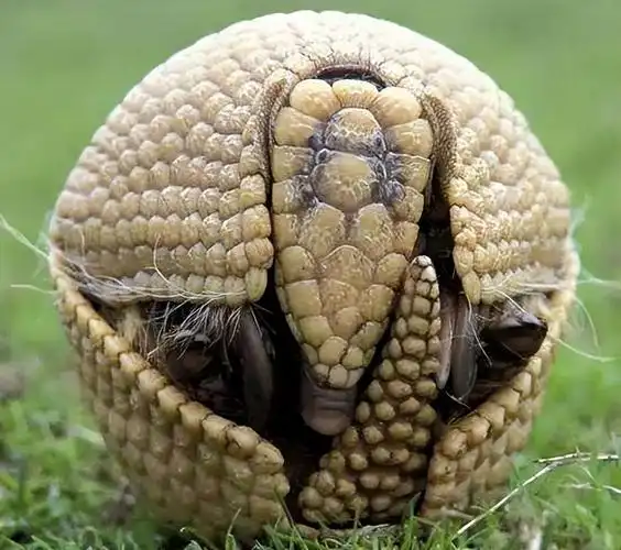 小知识:犰狳是什么动物简介(属于国家保护动物,防御力很强)-图1