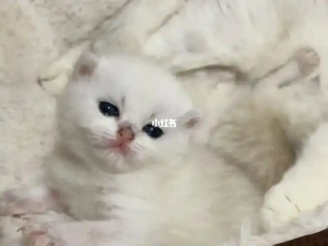 银渐层小可爱睁眼睛辣