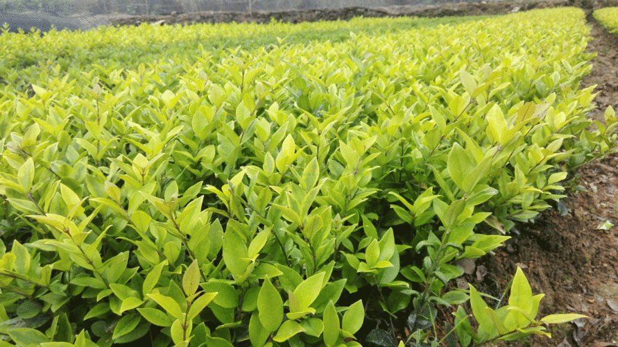 金森女贞的种植与养护