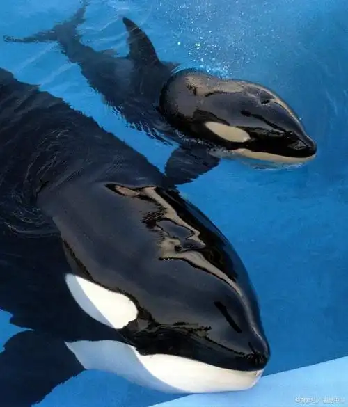 透视虎鲸:海洋的真正统治者