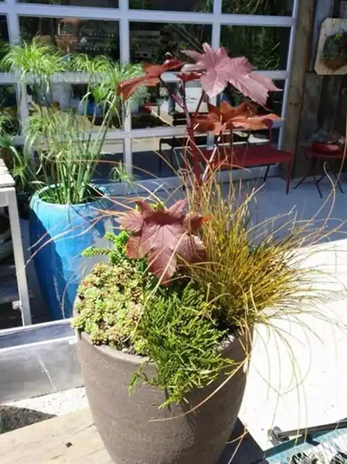 冬天里的一把火——橘红苔草