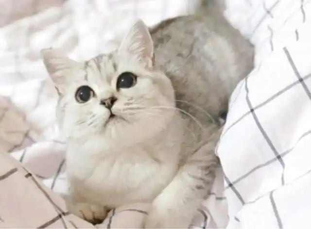 银渐层金渐层超可爱英国短毛猫