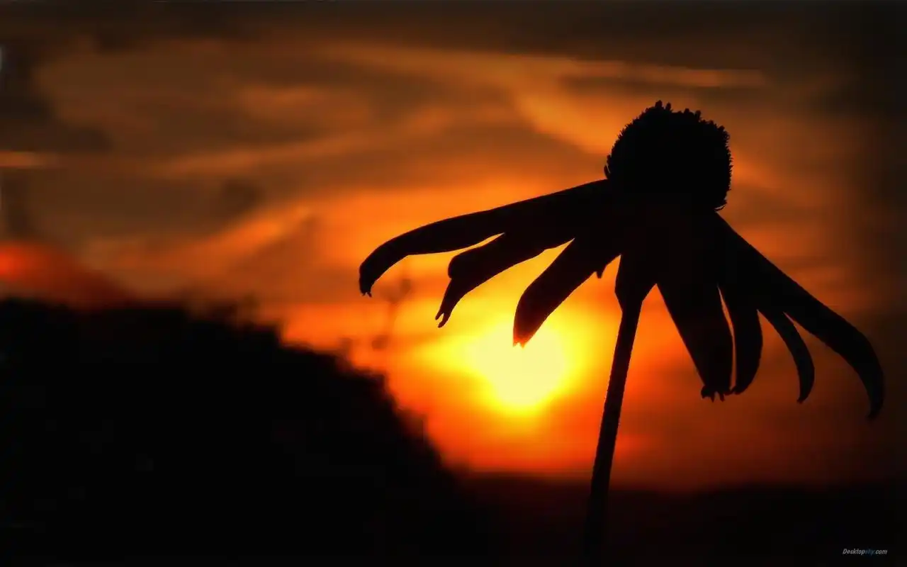 非主流日落光之剪影唯美意境桌面壁纸三