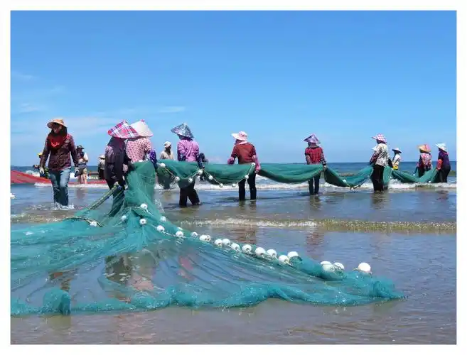 饶平大埕湾拉网捕鱼的景观.