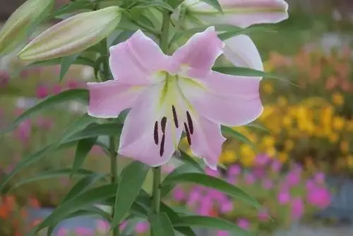 分享18个百合花常见品种图鉴太漂亮太稀罕了收藏