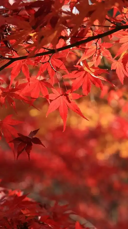 唯美的红枫叶