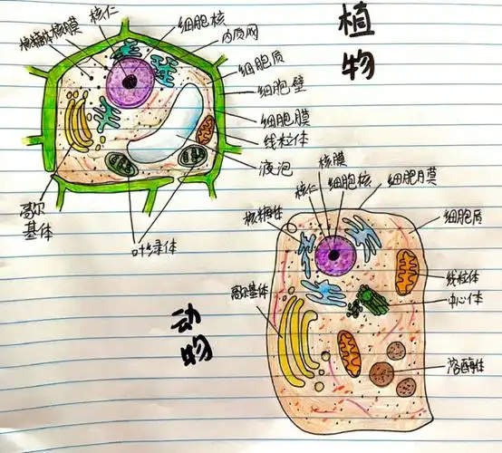 绘画  #高中生物必修一  #高中生物  #细胞