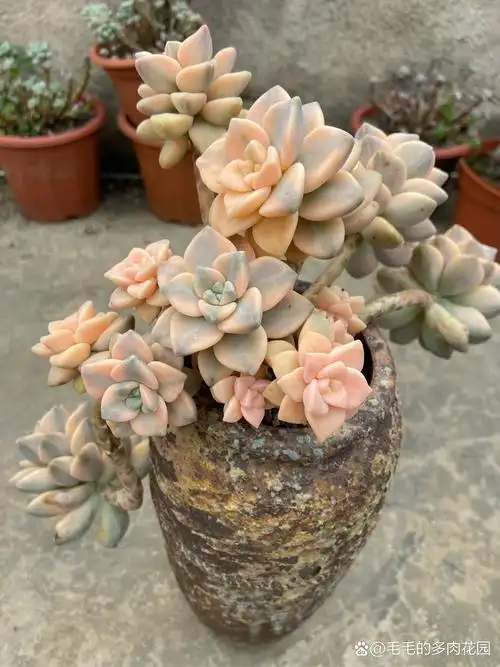 多肉植物美杏锦,堪称植物界的璀璨明珠.