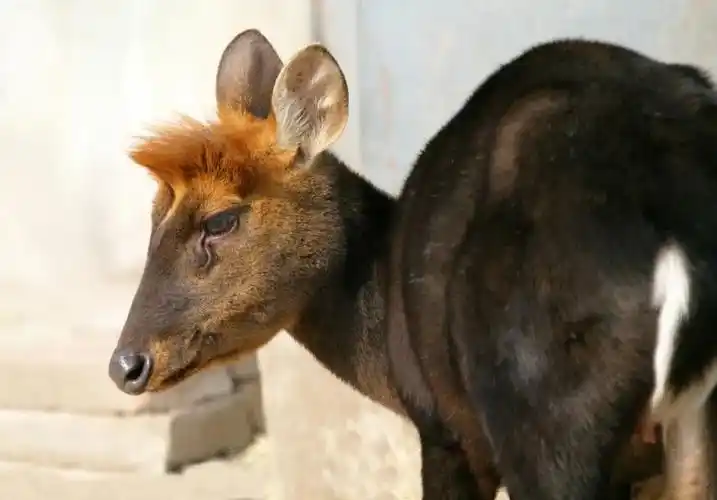 珍稀程度堪比大熊猫丹巴县护林员救助国家一级保护动物黑麂