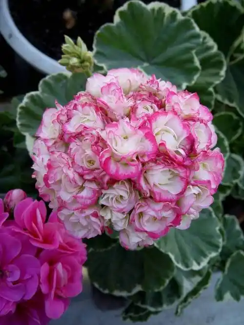 天竺葵"银边苹果碗"—美如玫瑰,四季花开,皮实好养,值得拥有|植株|花