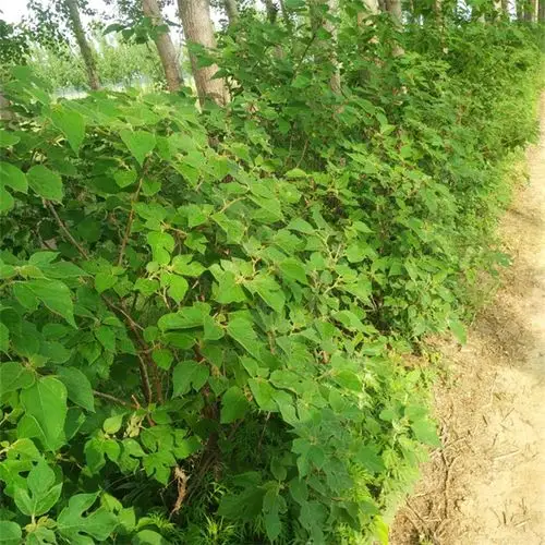 基地出售构树苗木工厂城乡行道美化乔木型绿化小苗