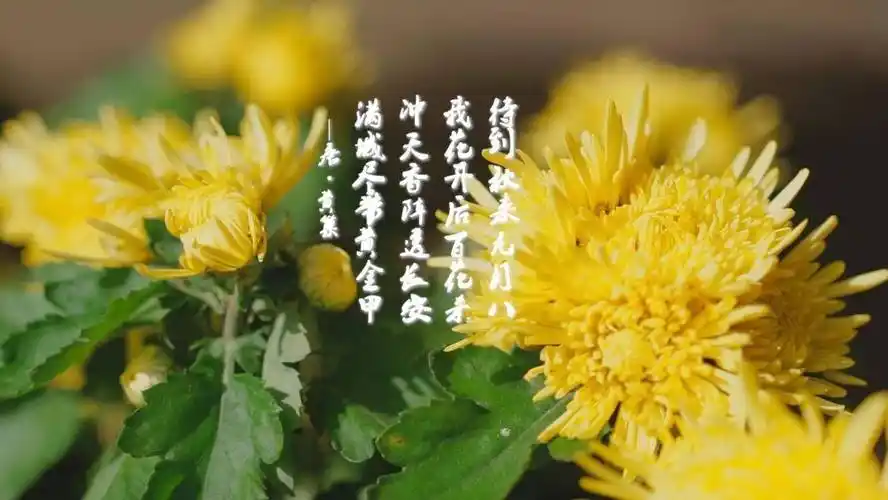 呈现也可以是黄巢誓作司春之神一样的蹉跎砺志如果说"他年我若为青帝