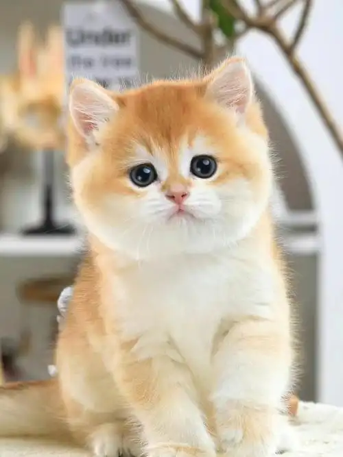 广州佛山猫舍78精品金渐层弟弟ny12色